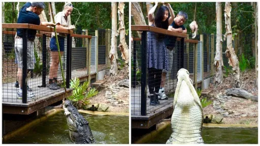 Image for article 25 Fun Things to Do in Cairns, Australia On Your Very First Visit