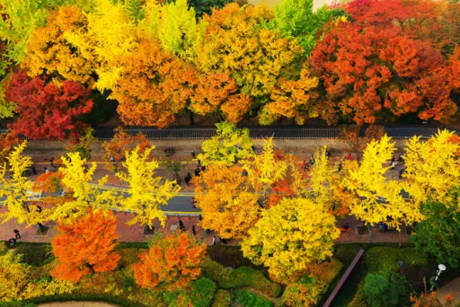 Image for article 9 Places to Visit in Korea that Look Even More Stunning in Autumn