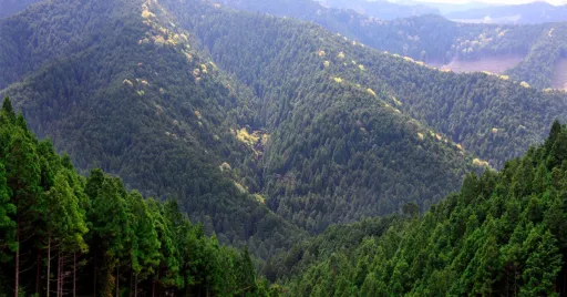 Image for article Mount Koya’s Visitor Tax Proposed to Manage Tourism Boom