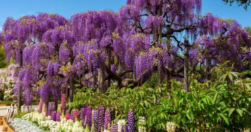 Image for article The Great Wisteria Festival Explodes in Colour at Japan’s Ashikaga Flower Park