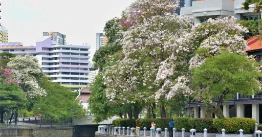 Image for article Sakura Season in Singapore: Catch the Pink Trumpet Trees in Bloom