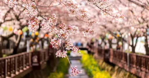 Image for article South Korea Cherry Blossom Forecast 2024: When & Where to Go