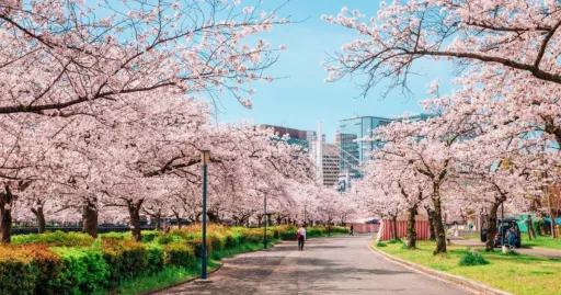 Image for article Japan Cherry Blossom 2024 Forecast: When & Where to See Sakura