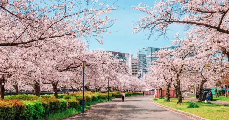 Cherry Blossom Japan 2024 Forecast: When & Where to See Sakura