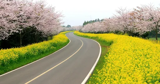 Image for article Find Your Bloom: Cherry Blossom Itineraries in South Korea for Every Traveller
