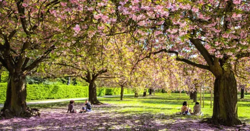 Image for article 10 Best Spots to See Cherry Blossoms in Paris