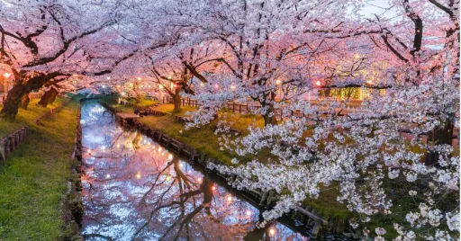 Image for article 10 Underrated Sakura Spots in Japan
