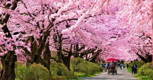 Image for article Sakura on Rails: Exploring The Best Sakura Spots in Northeastern Japan by Train