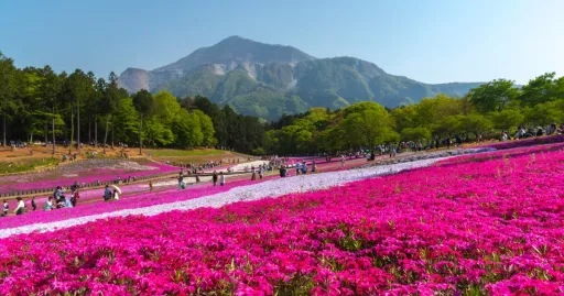 Image for article 12 Best Day Trips From Tokyo & How to Get There