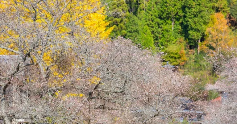 Discover Cherry Blossoms in Autumn in This Japan Destination