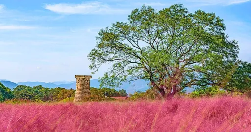 Image for article 13 Spots to Find Pink Muhly in South Korea This Fall