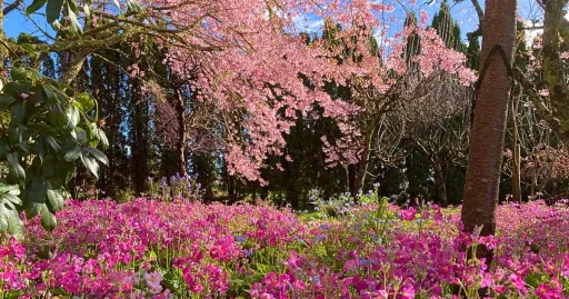 Image for article 12 Best Places to Visit in New Zealand During Spring