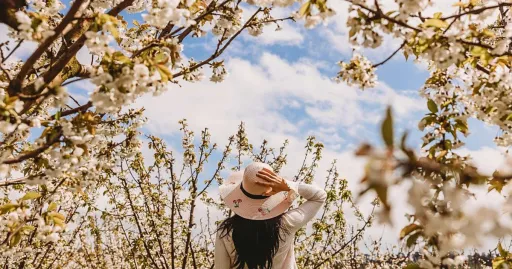 Image for article 12 Places to See Cherry Blossoms in Australia