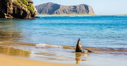 Image for article 7 Amazing Luxury Wildlife Travel Experiences to Try Today