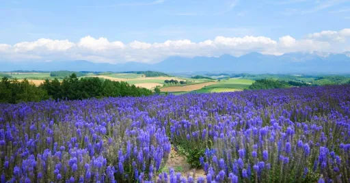 Image for article 12 Dreamy Lavender Fields in Japan to Visit This Summer