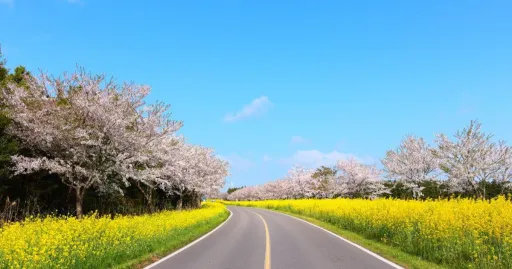 Image for article Jeju Island Spring Travel Guide: Everything You Need to Know