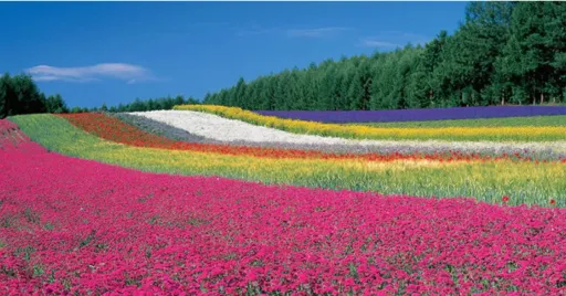 Image for article 12 Flower Fields and Parks in Japan to Spot Springtime Flowers