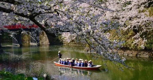 Image for article Japan Cherry Blossom 2023 Forecast: When & Where to See Sakura