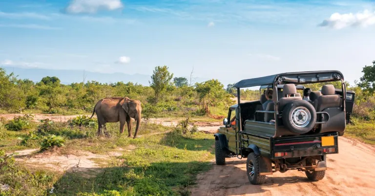 How to Choose the Right Safari for Your Next Vacation