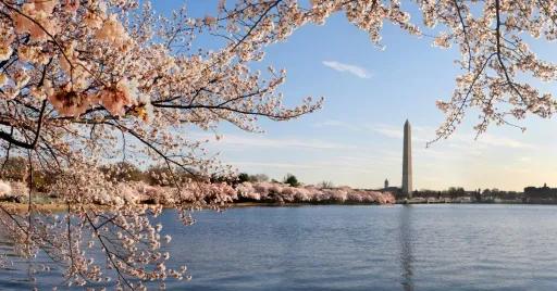 Image for article 18 Best Places to See Cherry Blossoms Outside Japan & South Korea