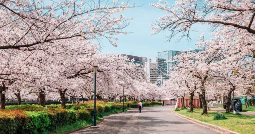 Image for article Osaka Sakura Season Guide: Everything You Need to Know for Your Trip