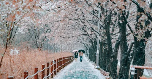 Image for article Seoul Cherry Blossom Season Guide: Everything You Need to Know for Your Trip