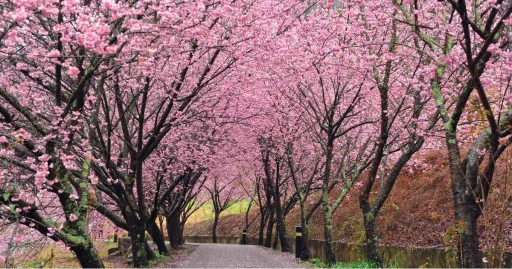 Image for article Taiwan Cherry Blossom Season Guide: Everything to Know for Your Trip