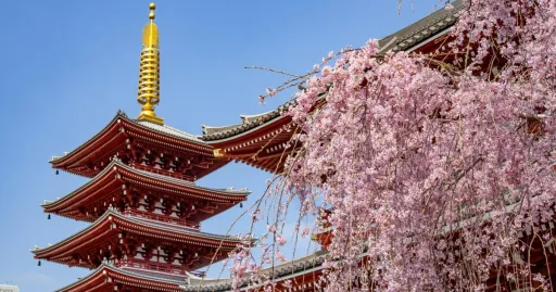 Image for article Tokyo Sakura Season Guide: Everything You Need to Know for Your Trip
