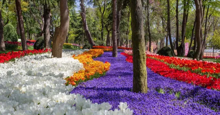 12 Best Spring Flower Fields Around the World & Where to Find Them