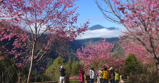 Image for article Cherry Blossom Season 2023: Must-Know Tips & Essentials