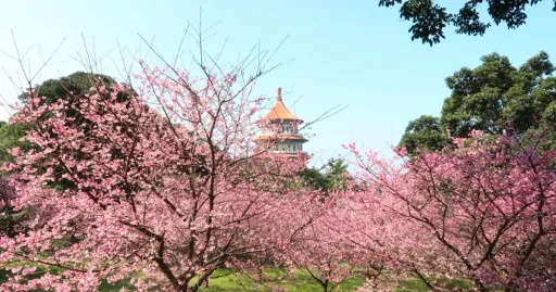 Image for article Taiwan Cherry Blossom 2023 Forecast: When & Where to See Them