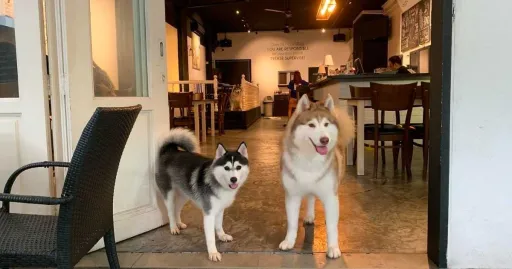 Image for article 10 Best Pet Cafes in Kuala Lumpur to Chill and Play With Animals