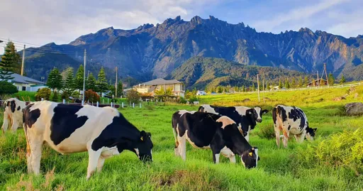 Image for article 4D3N in Sabah: Things to Do & Eat in The Land Below The Wind