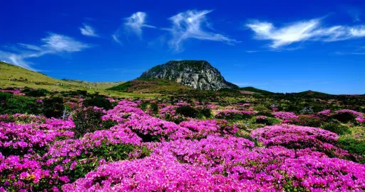 Image for article 20 Awesome Attractions in Jeju Island You Shouldn’t Miss