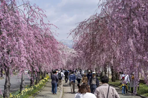 Image for article The Best Places to See a Breathtaking Springtime in Tohoku