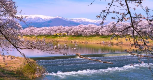 Image for article Cherry Blossoms in Japan 2022: When & Where to See Them