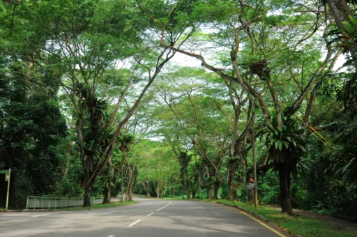 Image for article 6 Scenic Driving Routes in Singapore to Get Away From it All