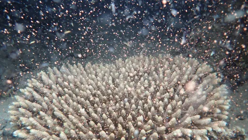 Image for article Australia’s Great Barrier Reef Births Billions of Coral Babies!