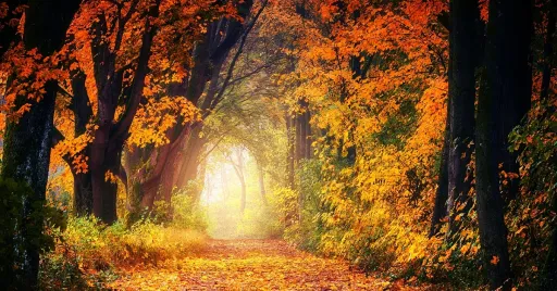 Image for article Listen to Forest Sounds From Home with This Digital Sound Map