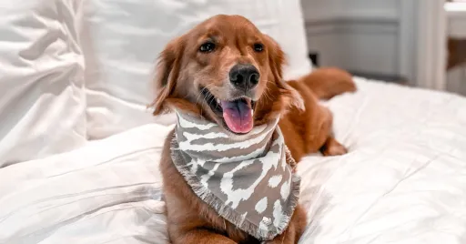 Image for article 6 Pet-Friendly Hotels in Singapore for a Pawsome Staycation