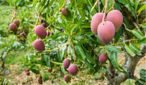 Image for article Have You Tasted These “Sexy” Purple Mangoes in Taiwan?