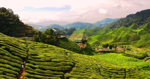 Image for article 20 Fun Things to Do in the Cameron Highlands on Your First Trip