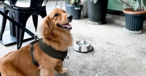 Image for article 8 Dog-Friendly Cafes in Singapore to Visit With Your Furkid