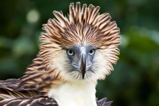 Image for article Here Are 12 Things You Should Know About the Philippine Eagle!