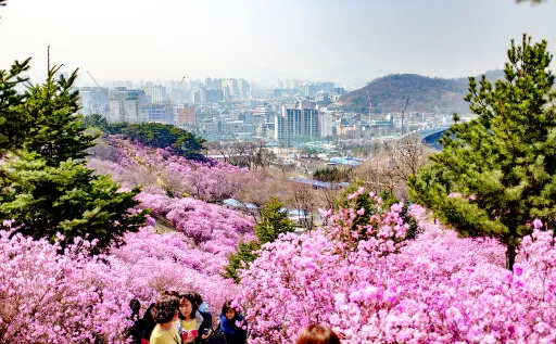 Image for article 12 Flower Fields in South Korea That Look Straight Out of a Storybook