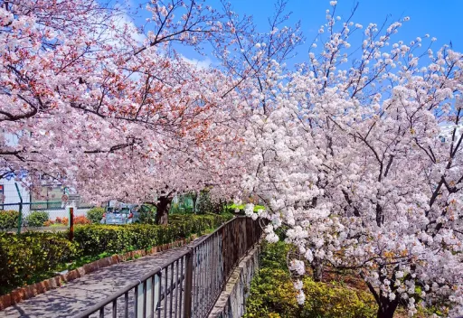 Image for article Japan’s 2021 Cherry Blossom Forecast: Sakura Season Is Still On