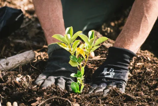 Image for article New Zealand to Welcome 2021 by Planting a “Forest of Hope”