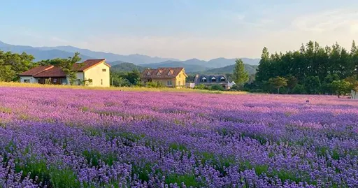 Image for article 10 Things You Should Know About Hani Lavender Farm