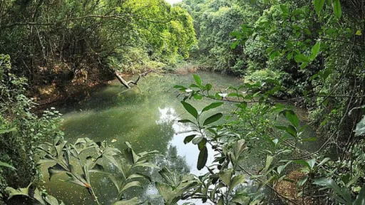 Image for article Explore the Rediscovered Colonial-Era Reservoir in Singapore