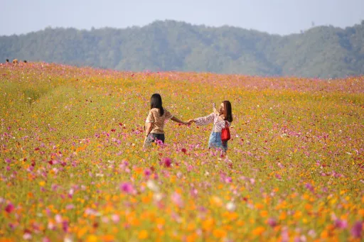 Image for article 9 Best Flower Fields in Thailand That Will Make Your Jaws Drop!